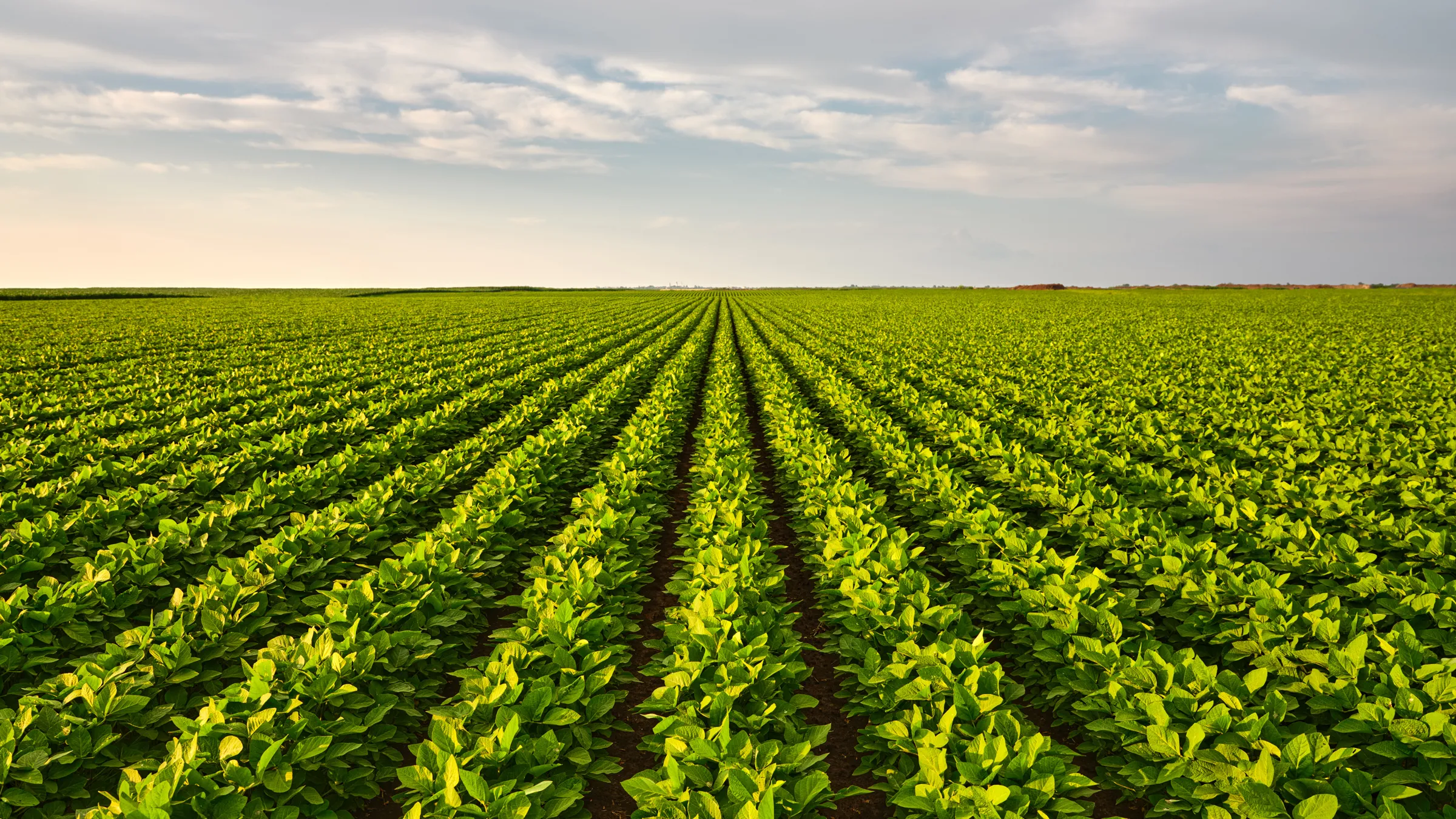 A picture of a field of row crops in the Mississippi Delta.