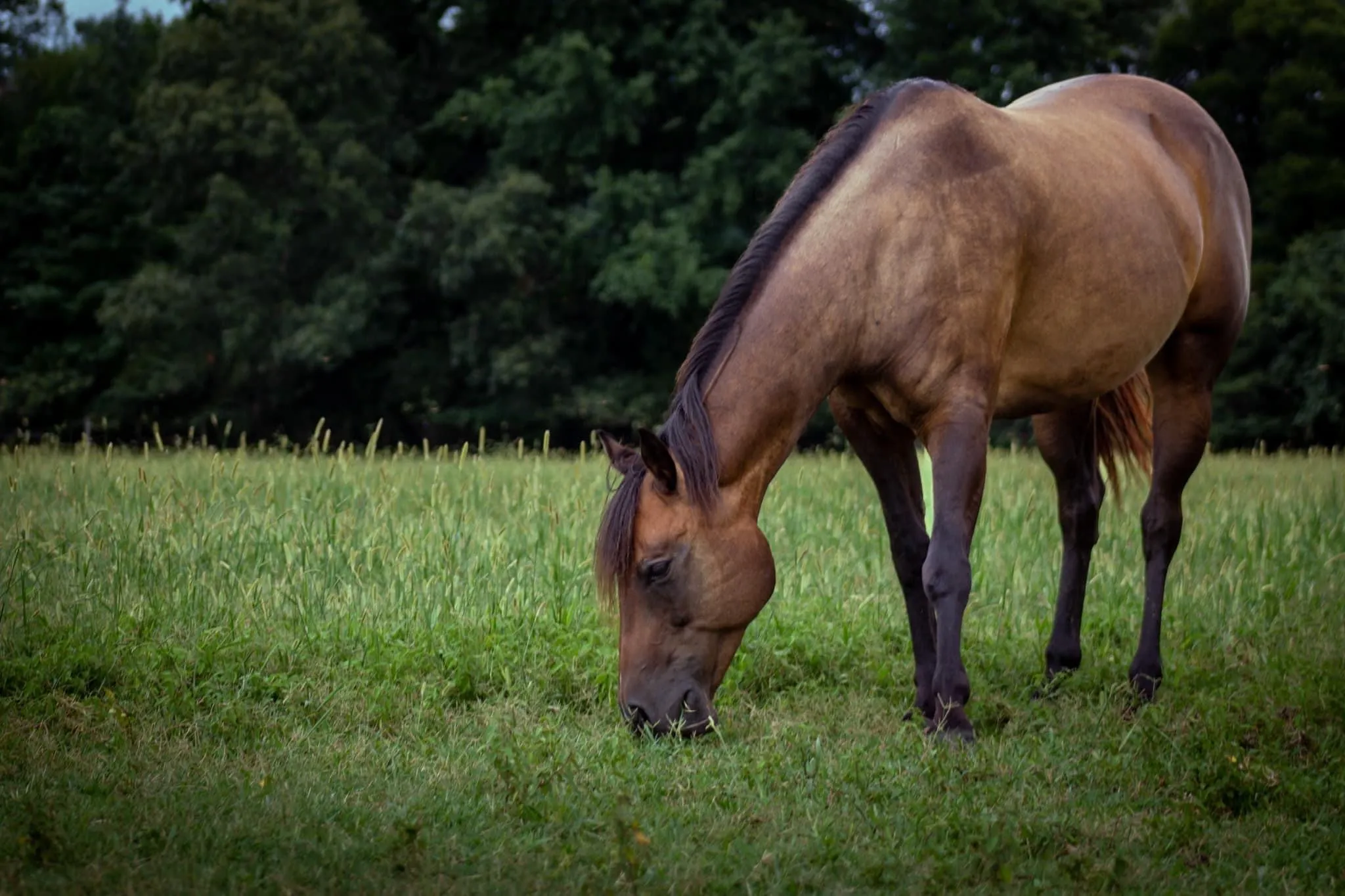 A horse grazing in the pasture next to the Equine Center