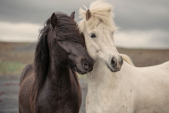 Portrait of two horses side by side, one black and one white