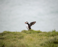 A portrait of a puffin bird with outstretched wings