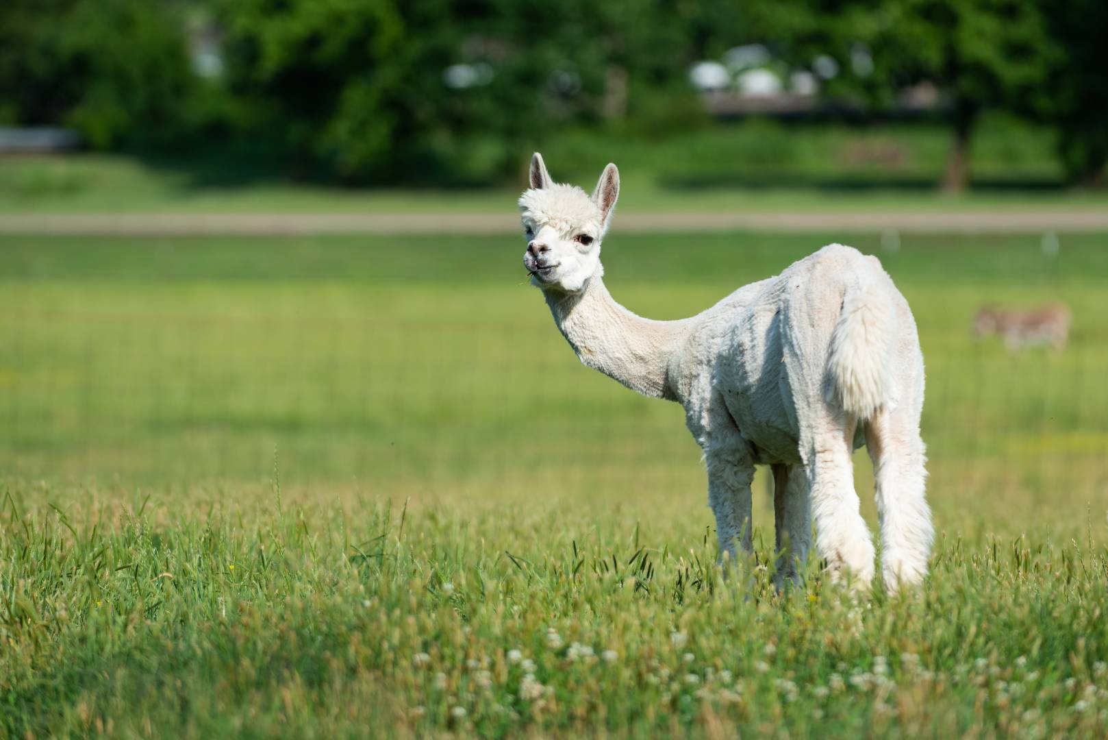 An alpaca on the University Farm looking back at the camera.