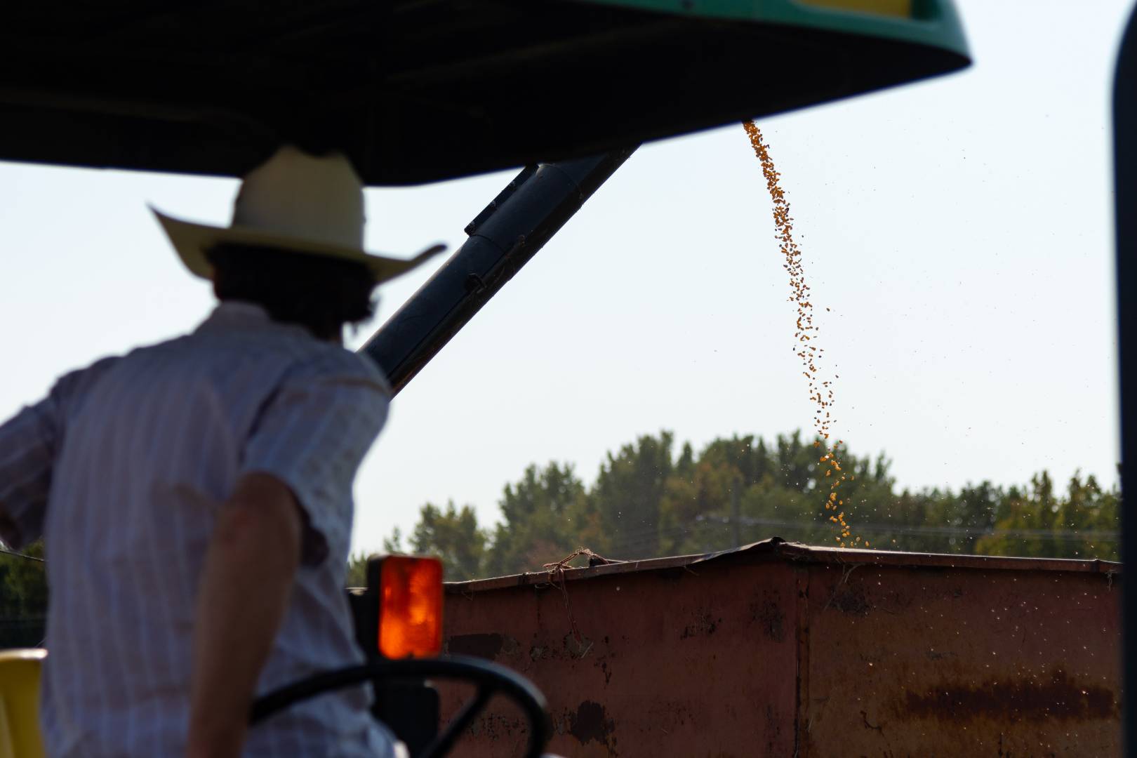 A student on a tractor watching corn being harvested.