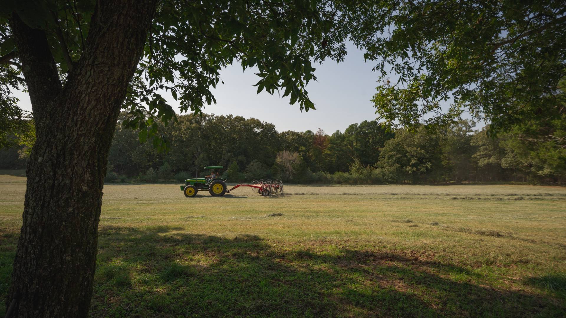 A tractor driving through a field, framed on the left side by a tree.