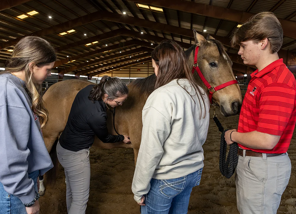 Students being taught how to check a horse's heartbeat.