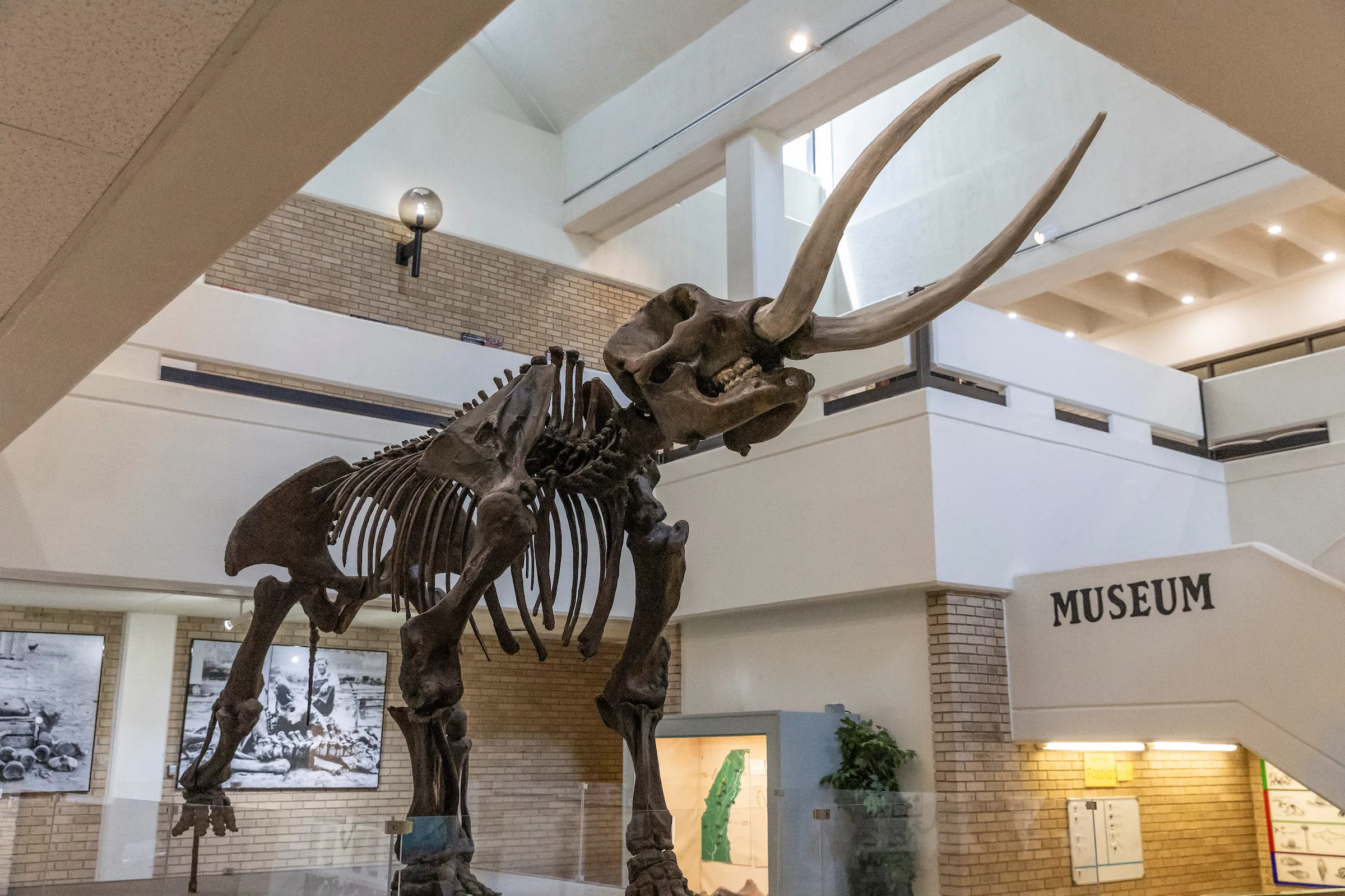 large mastodon skeleton inside the Arkansas State University Museum
