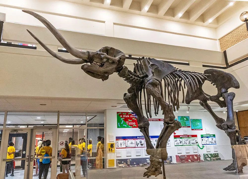 looking up at the skeleton of a large mastodon