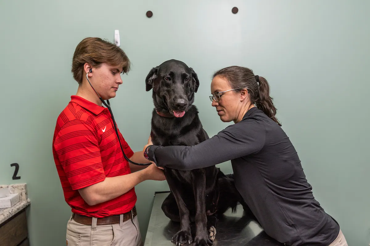 A student and teacher work on a dog in a clinic simulator