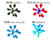 Images of Arabidopsis taken with the visible, fluorescence, near infrared and infrared cameras.