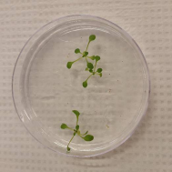 Petri dishes are ideal for observing differences in seedlings or for root phenotyping (e.g. Arabidopsis, Marchantia) and assessment of plant tissue cultures (e.g. hairy roots).