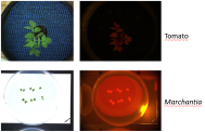 Visible and fluorescence images taken with the Scanalyzer HTS from various species.