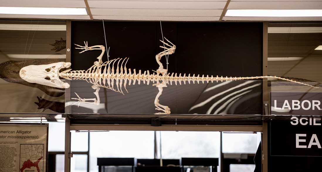 American alligator skeleton