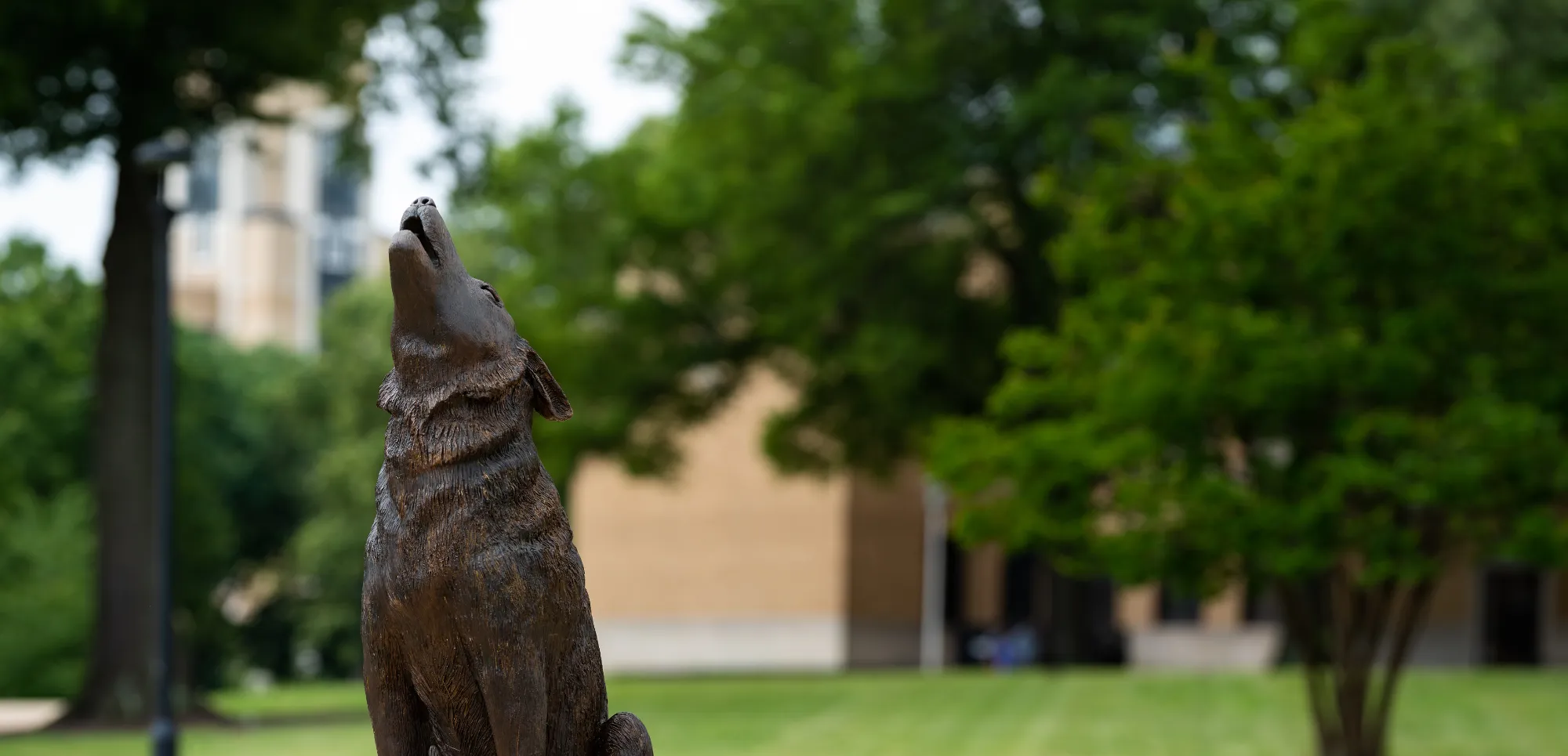 Howling wolf statue on campus.