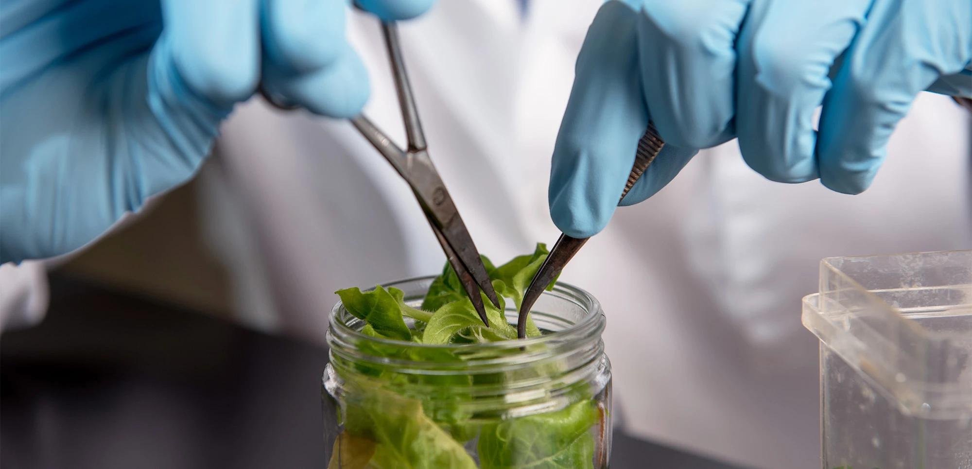 two hands with blue gloves work on a plant in a glass jar