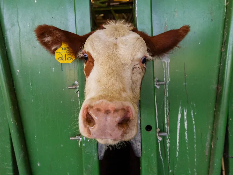 Cow with yellow ear tag stands in a green cattle chute during livestock handling.