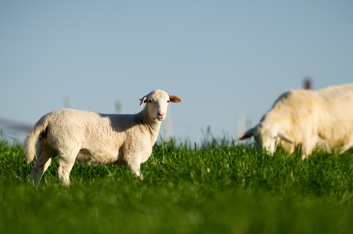 White sheep grazing on lush green pasture under a clear blue sky.